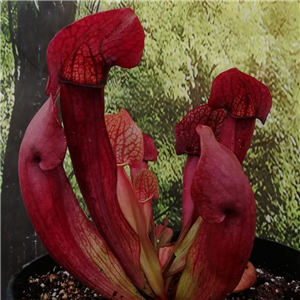 Sarracenia Hybrid H 39 Purpurea Subsp. Venosa X Popei A. Slack